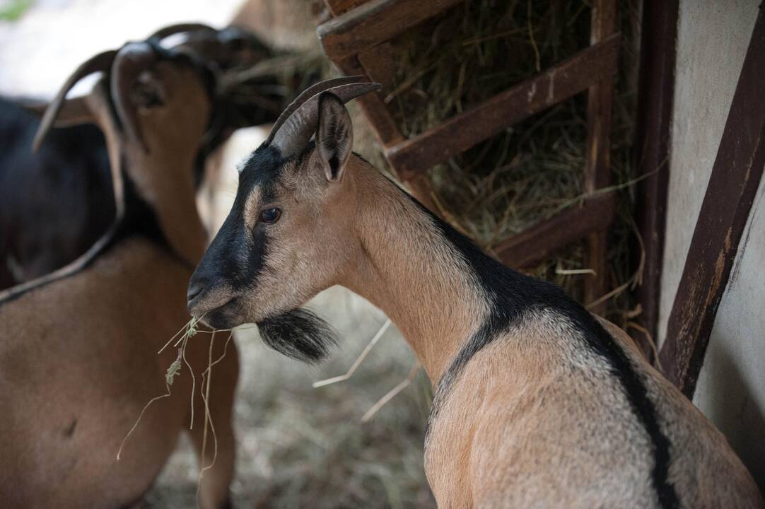 Koncertas zoologijos sode