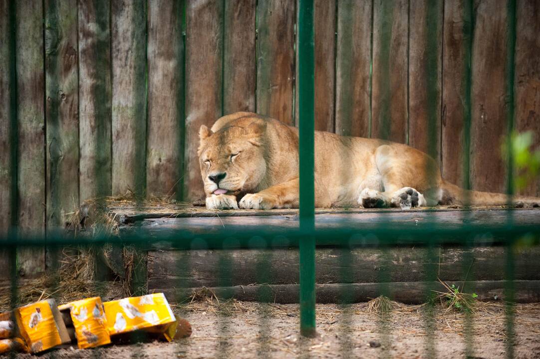 Koncertas zoologijos sode