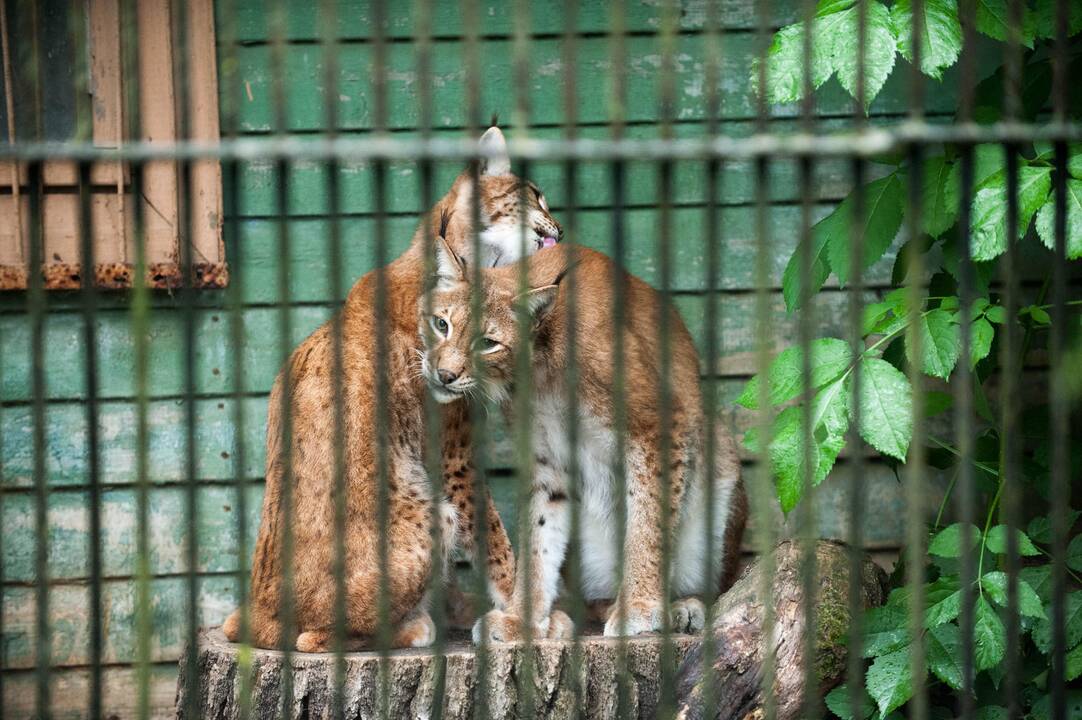 Koncertas zoologijos sode