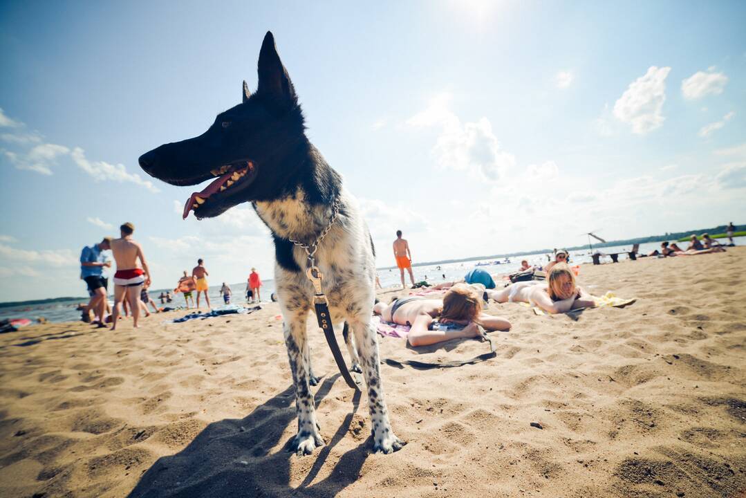 Festivalio „Bliuzo naktys“ akimirkos