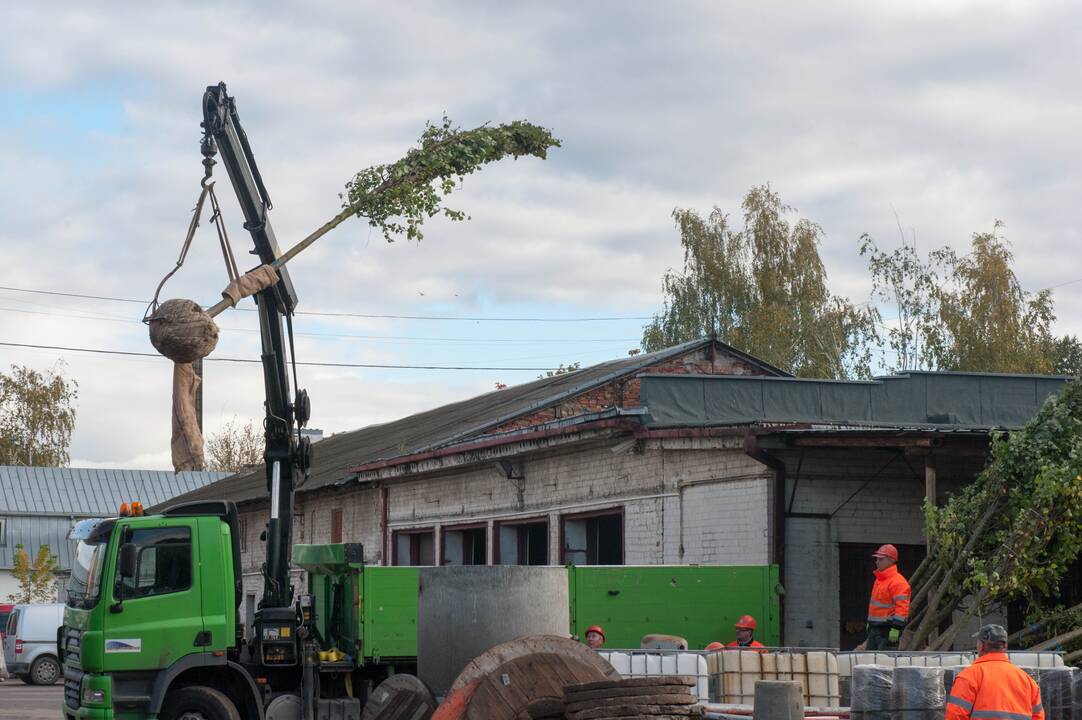 Kauną pasiekė liepų sodinukai