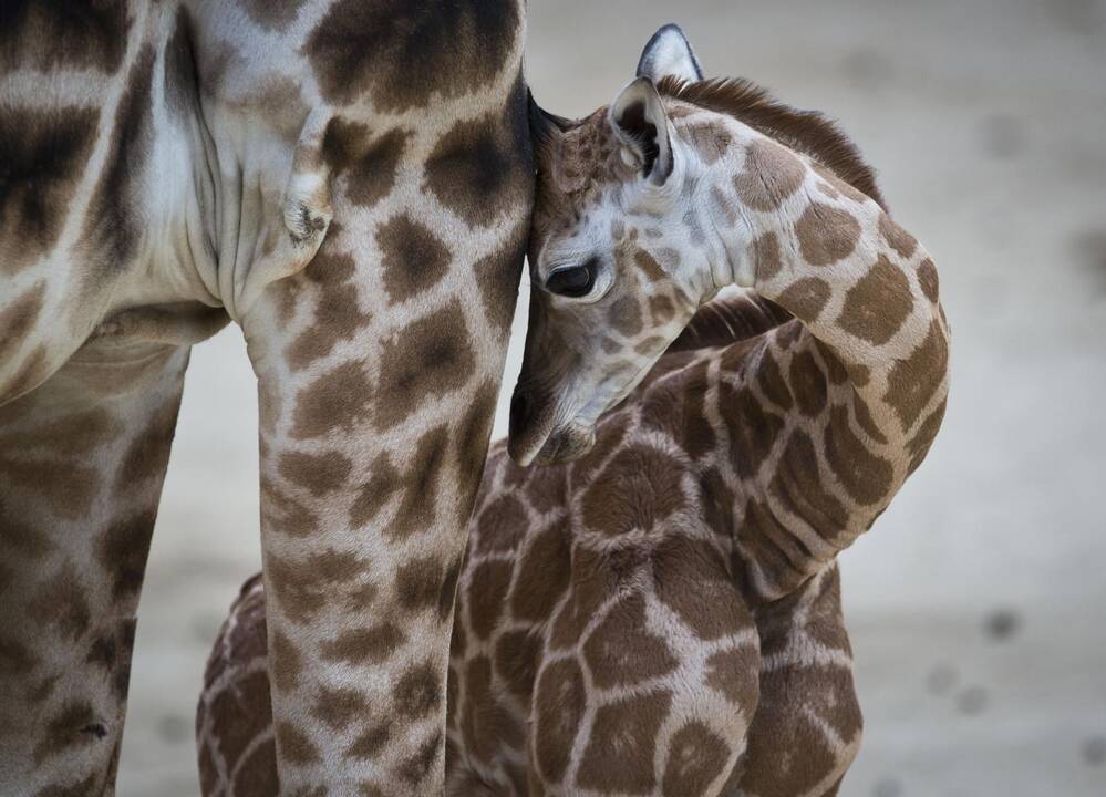 Smagūs vaizdai iš Vokietijos ir Olandijos zoologijos sodų