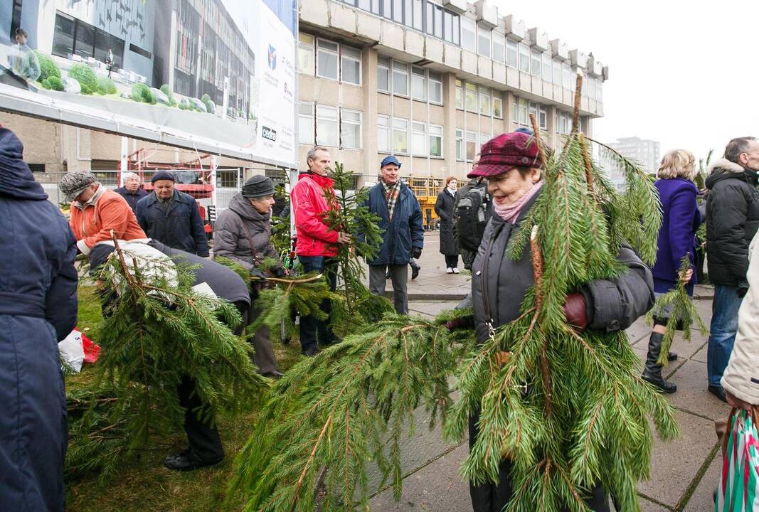 Miškininkai dalina eglių šakas