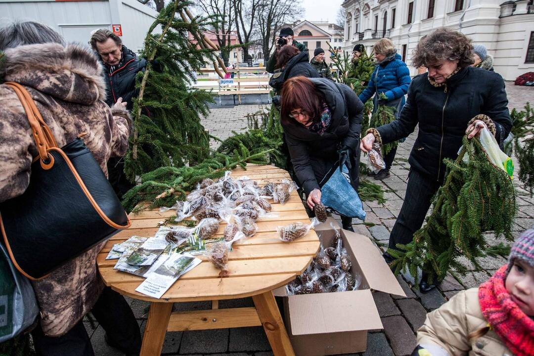 Kauniečiams dalijo eglių šakas