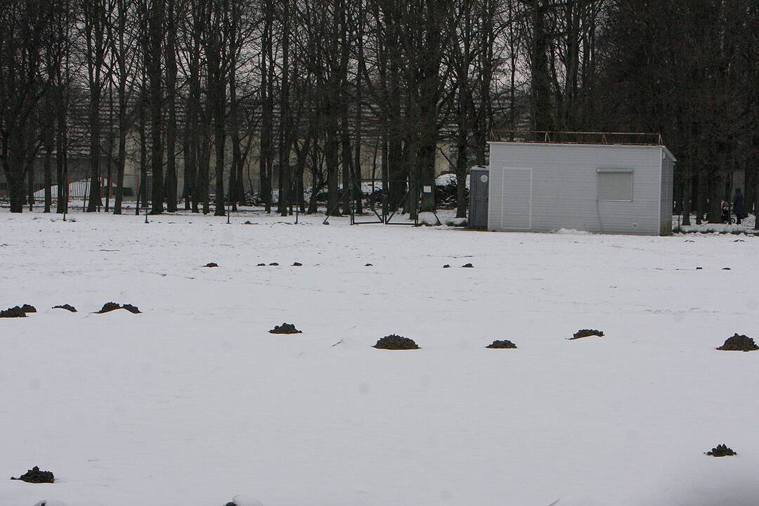 Kauno parkai žiemą