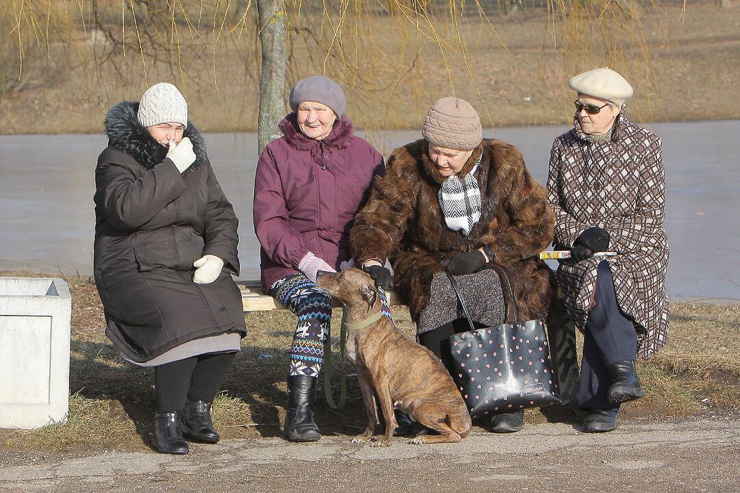 Pavasarinės balos Kauno gatvėse