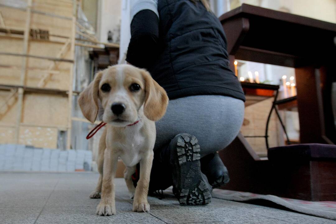 Kauniečiai gyvūnų globėjo šv. Pranciškaus dieną paminėjo Senamiestyje.