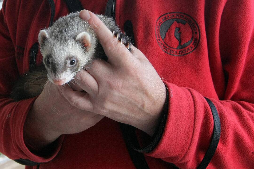 Kauniečiai gyvūnų globėjo šv. Pranciškaus dieną paminėjo Senamiestyje.