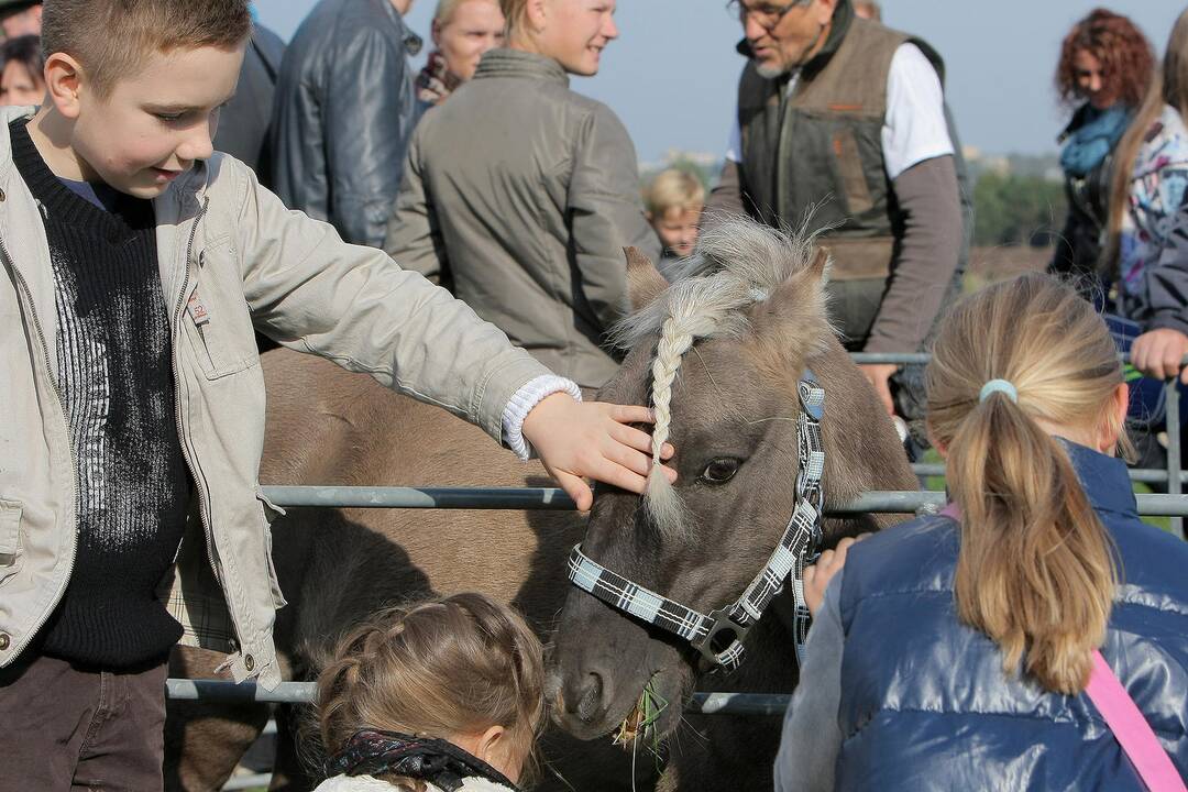 Kauniečiai gyvūnų globėjo šv. Pranciškaus dieną paminėjo Senamiestyje.