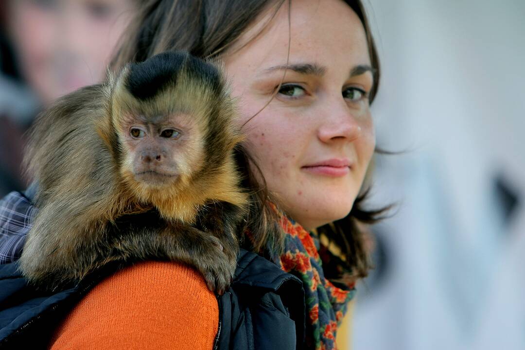 Kauniečiai gyvūnų globėjo šv. Pranciškaus dieną paminėjo Senamiestyje.