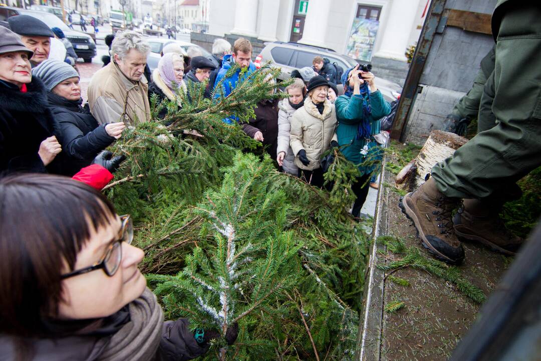 Vilniečiai graibstė eglišakius