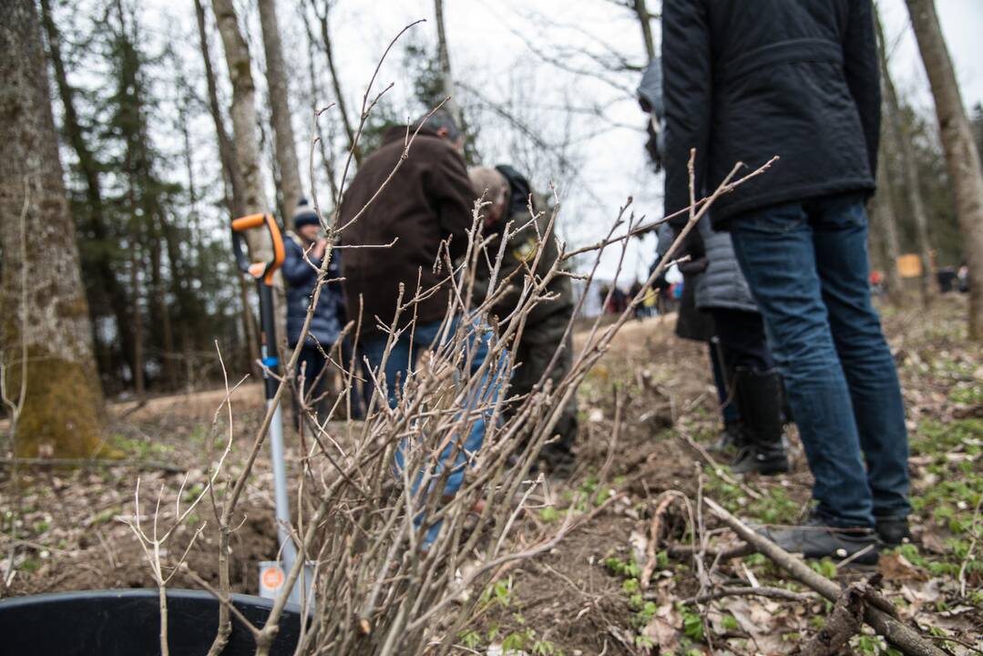 Ąžuolų giraitės „Izraelita” sodinimas