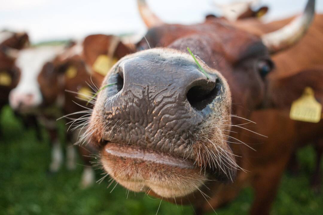 Kėdainių rajone ugniagesiai gelbėjo karvę