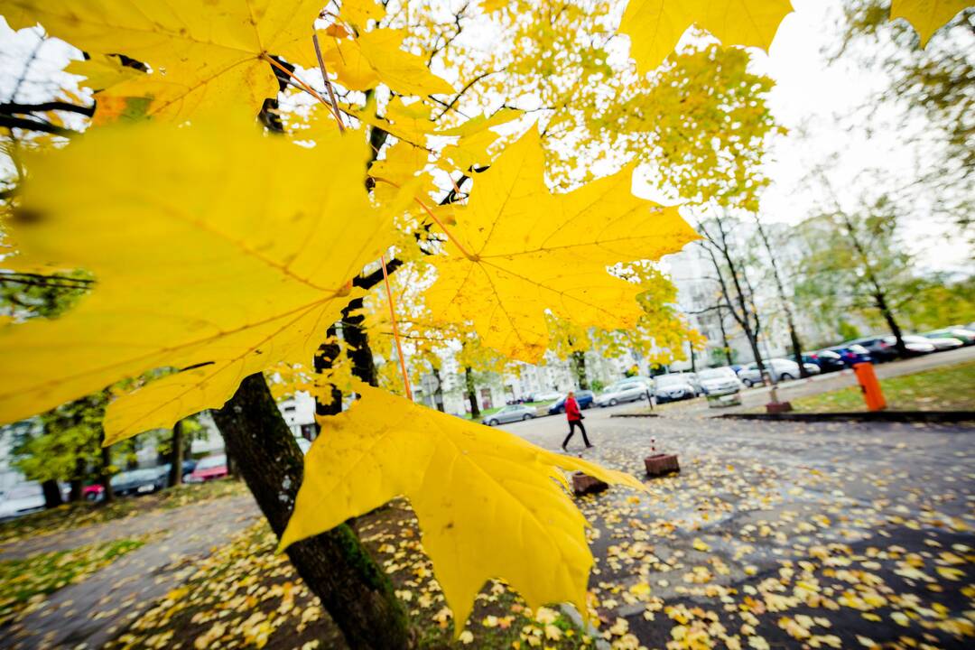 Šeimos verslas – lapų krūvas paversti pinigais (interviu)