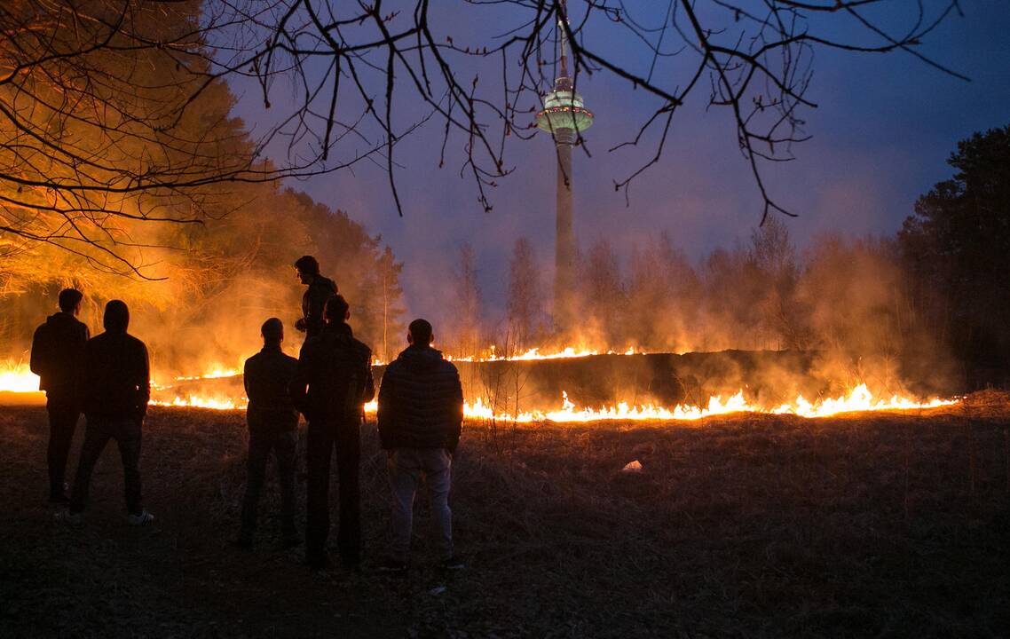 Lazdynuose liepsnojo žolė