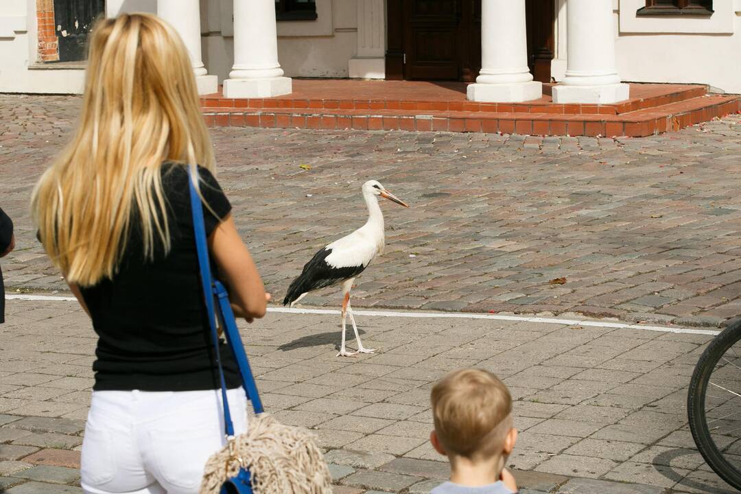 Gandras Rotušės aikštėje