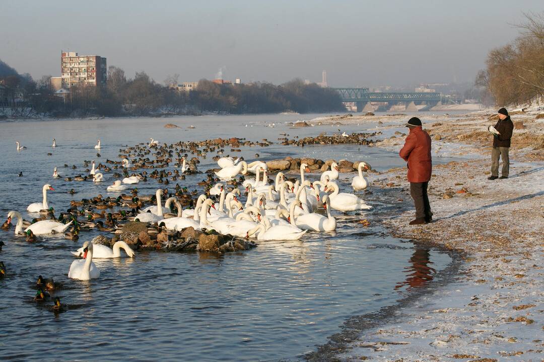 Paukščių maitinimas Nemune