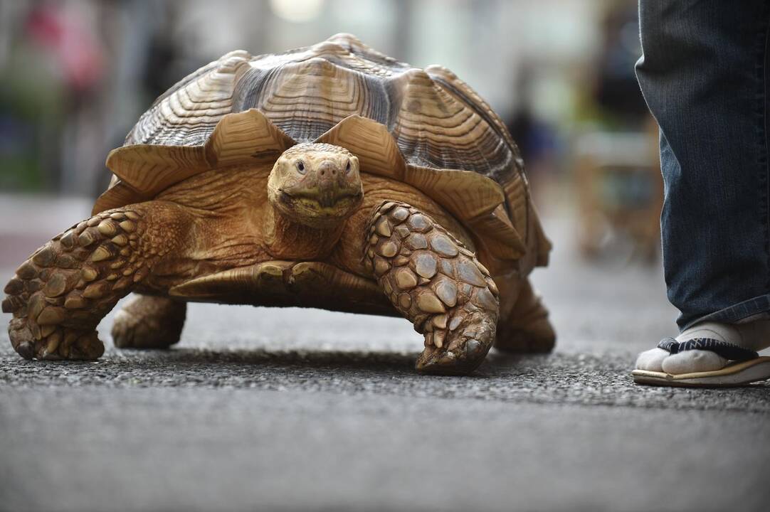 Didžiulis vėžlys Tokijo gatvėse