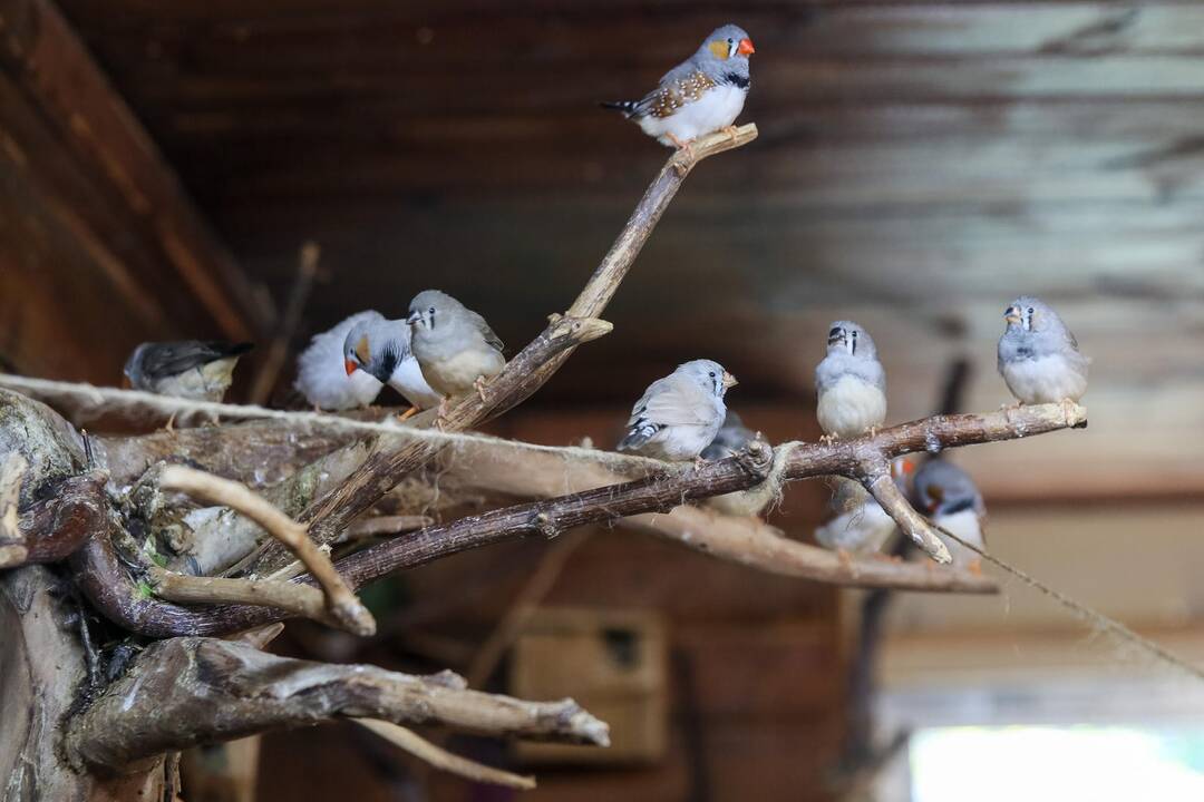 Zoologijos sodo sparnuočiai