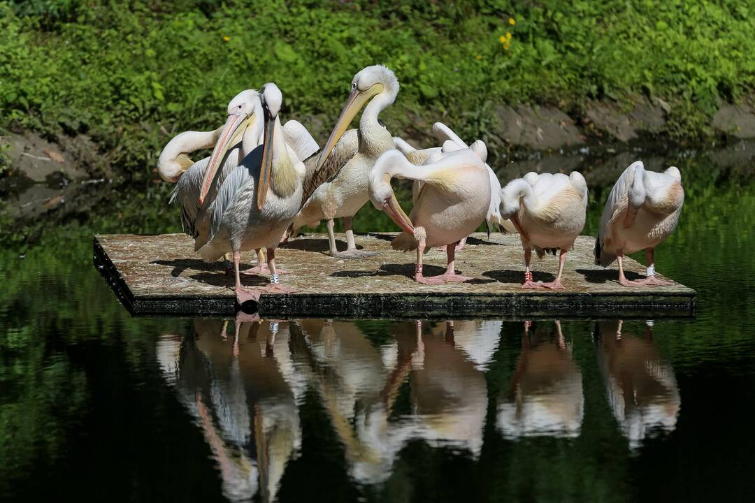 Zoologijos sodo sparnuočiai