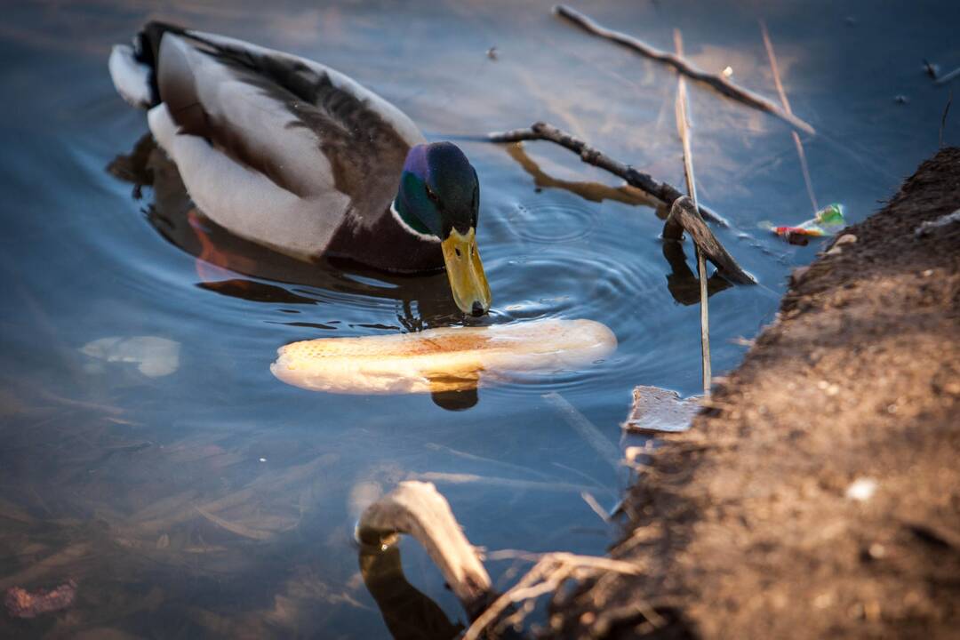 Žiurkės Kalniečių parke