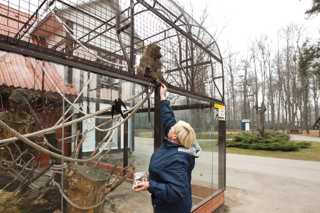 Gyvūnų šėrimas zoologijos sode