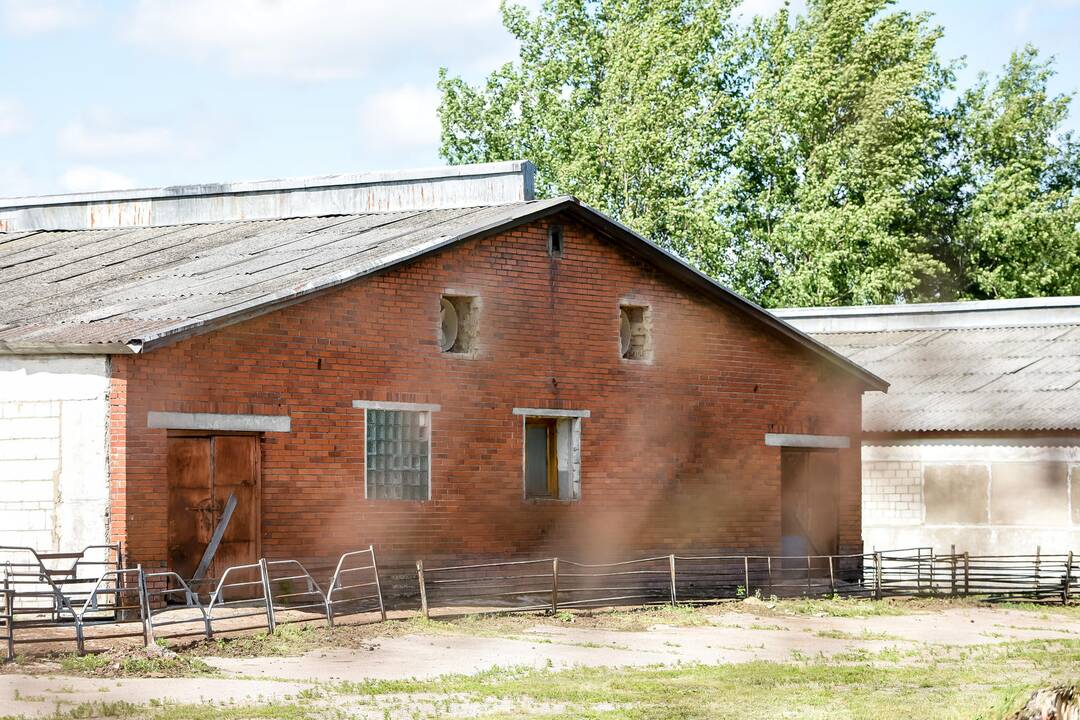 Gyvenimas šalia kiaulidžių