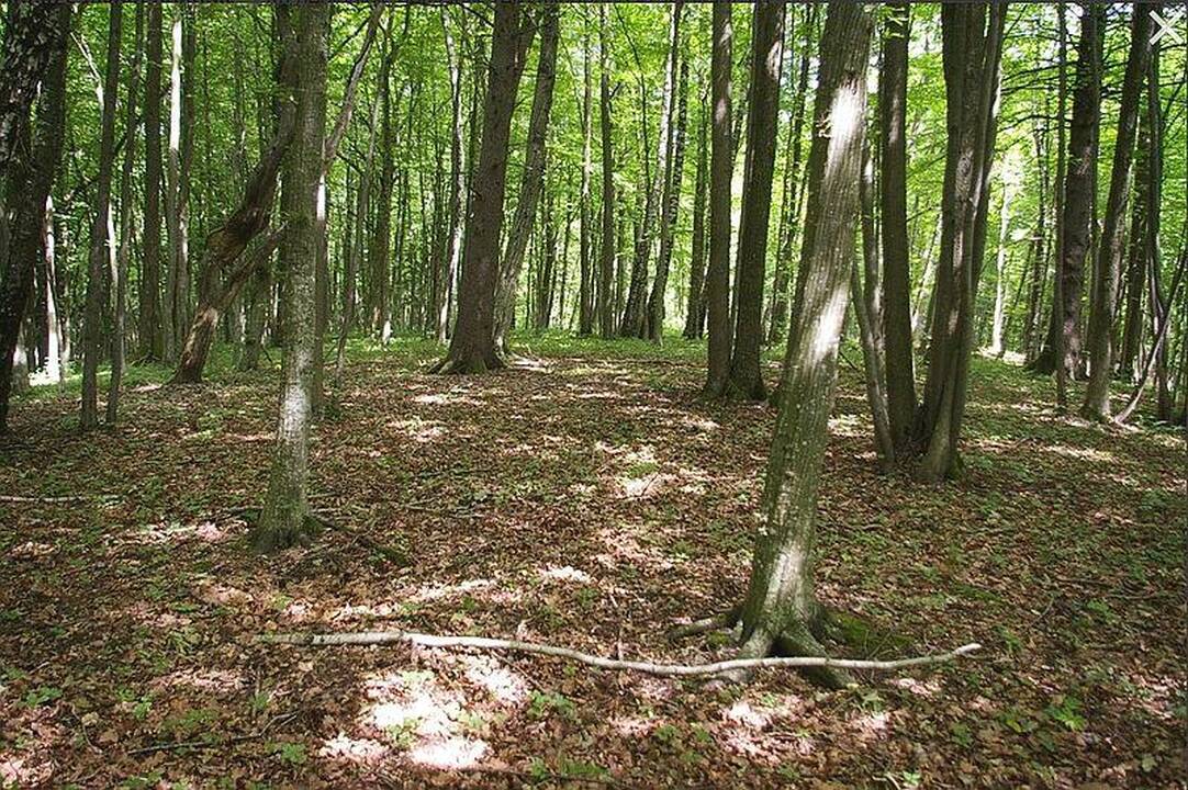 Kalno Grikštų piliakalniai Kretingos krašte