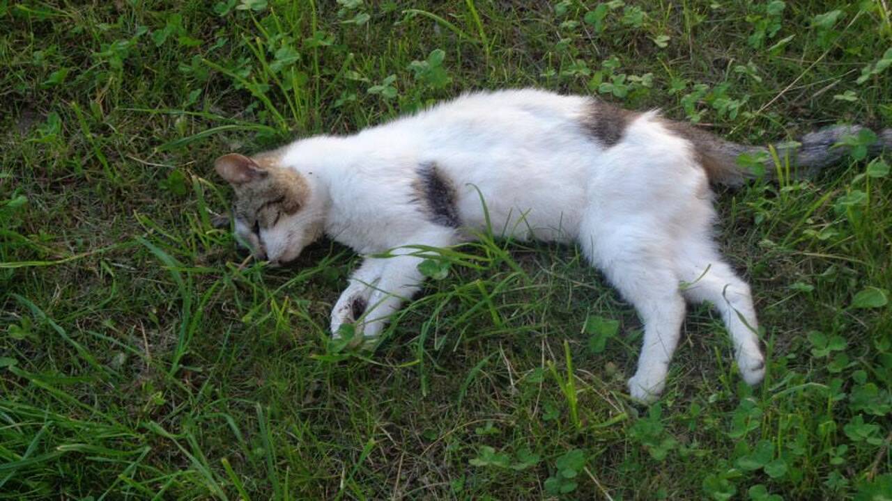 Neįtikėtinas žiaurumas: moteris vieną katiną pakorė, šešis – paskandino