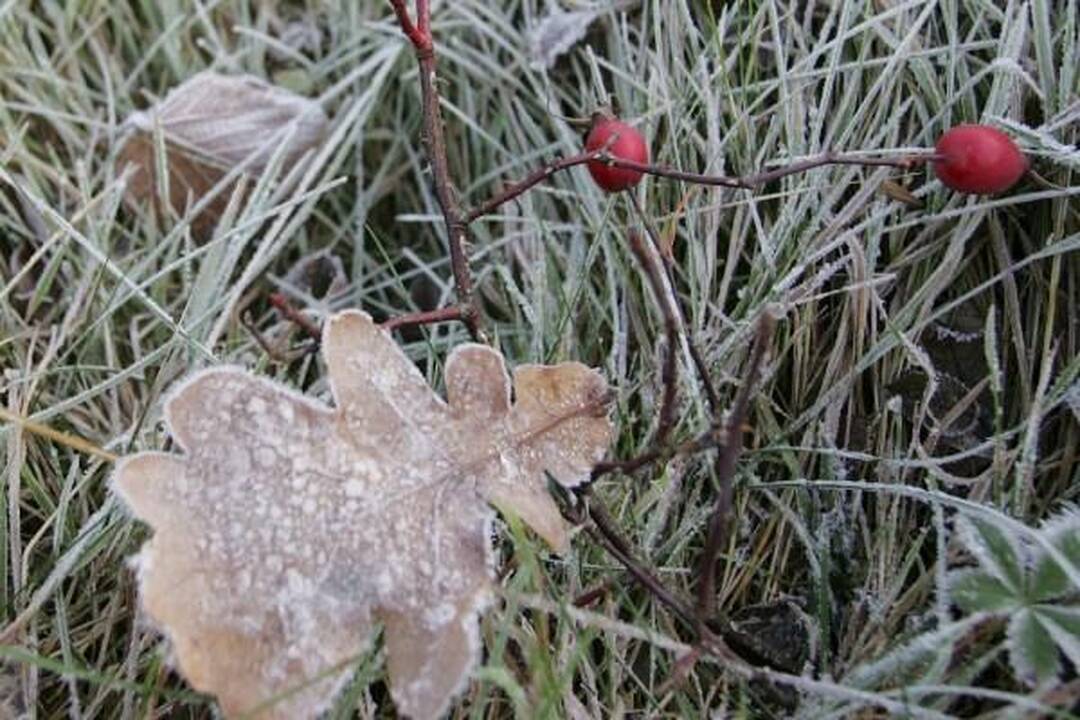 Griaudėjo – laukti šiltos žiemos?