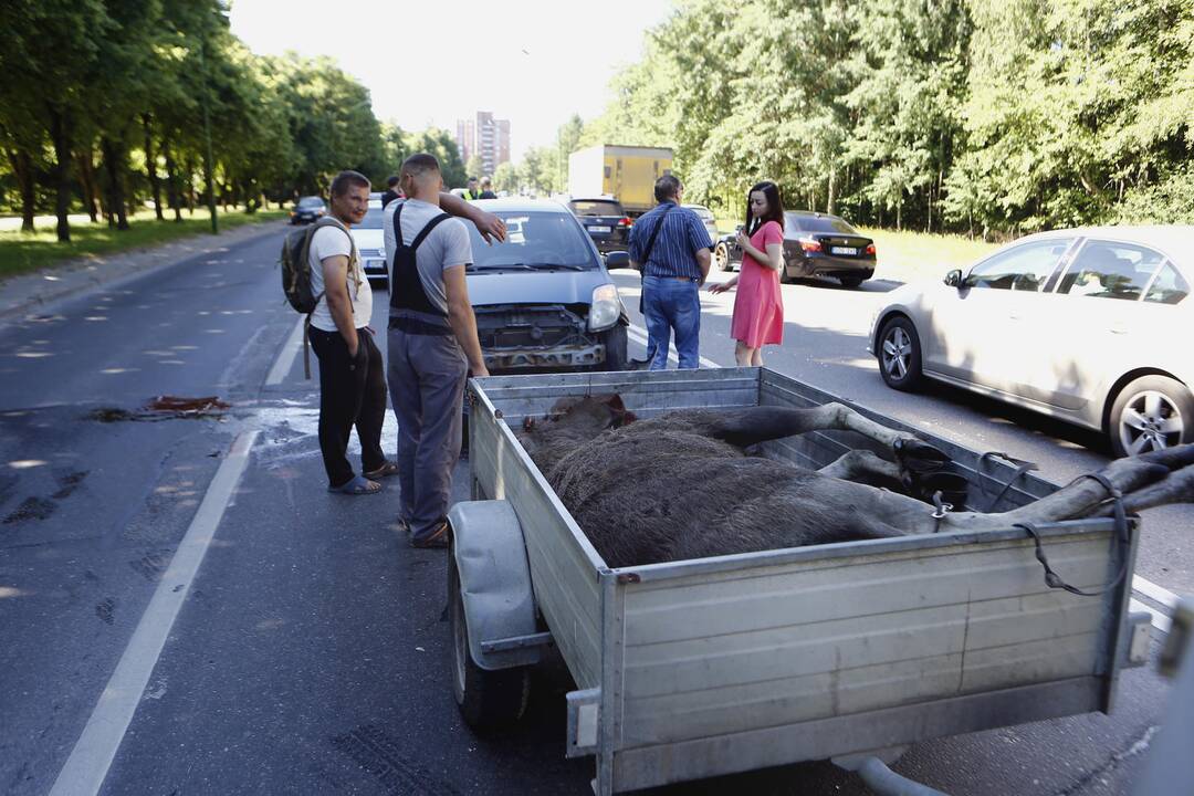 Liepojos gatvėje nutrenktas briedis
