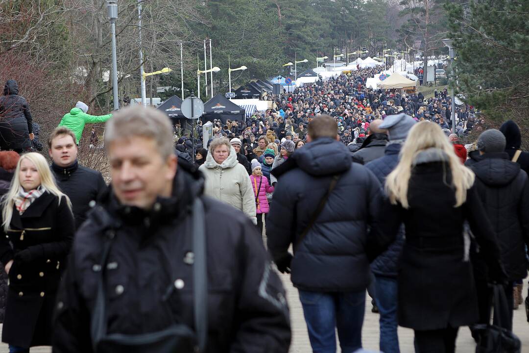 Palangoje kunkuliuoja stintų šventė