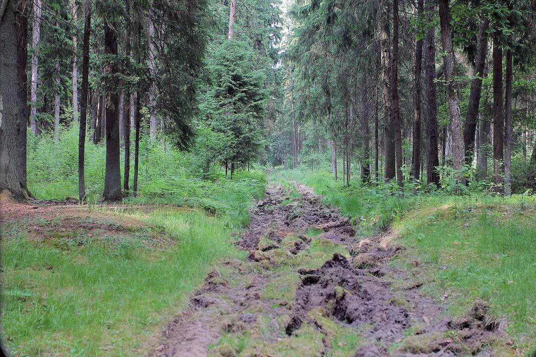 Miškuose – padidėjęs gaisrų pavojus