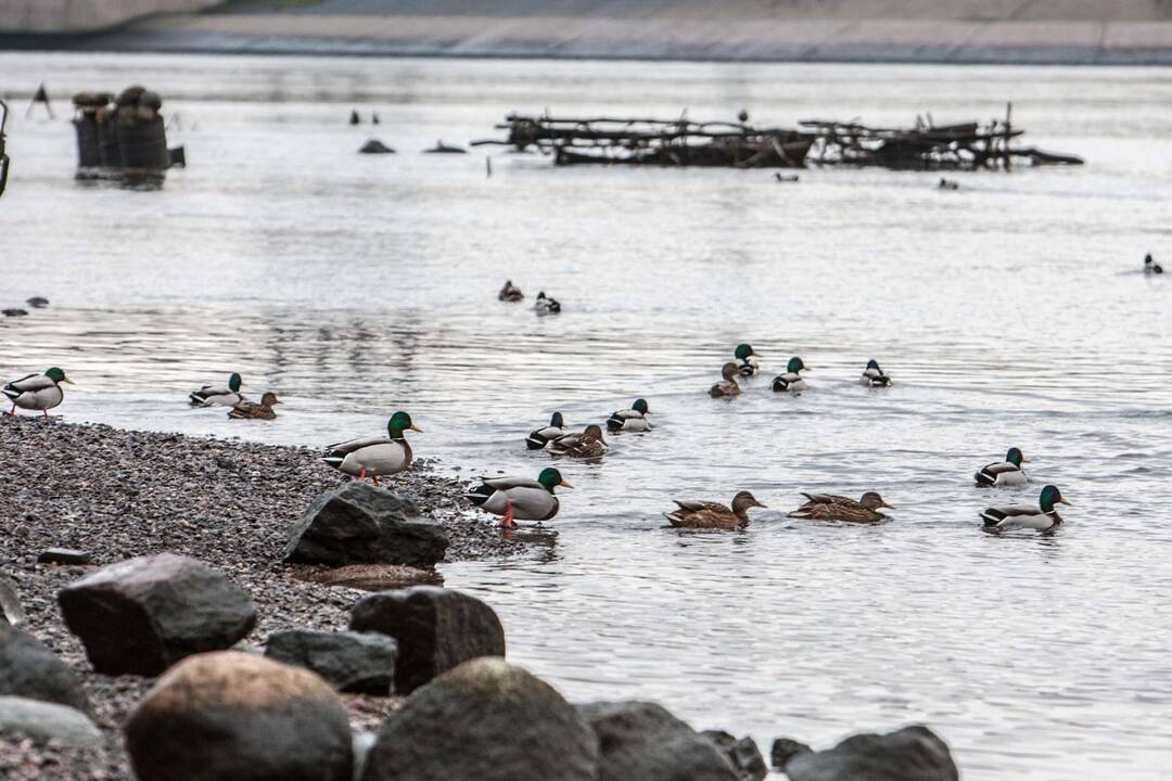 Neišskridę žiemoti sparnuočiai būriuojasi vandens telkiniuose