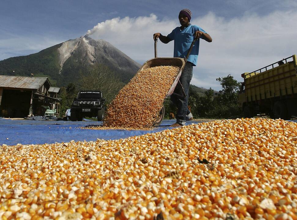 Išsiveržė Sinabungo ugnikalnis Indonezijoje