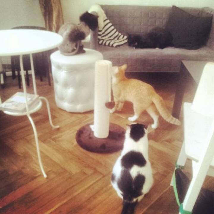Murrr... kavinė