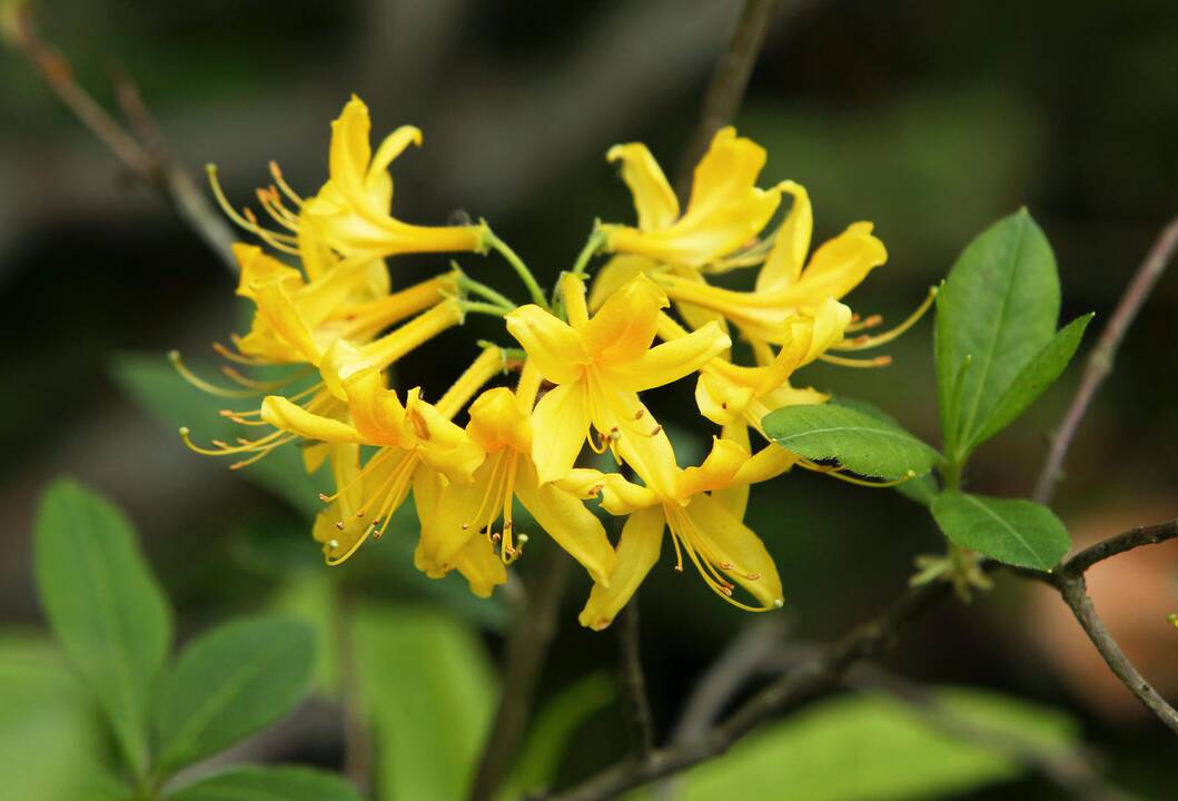 Rododendrai botanikos sode