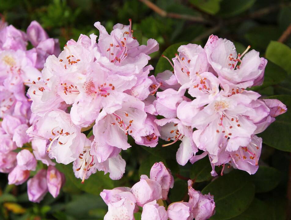 Rododendrai botanikos sode