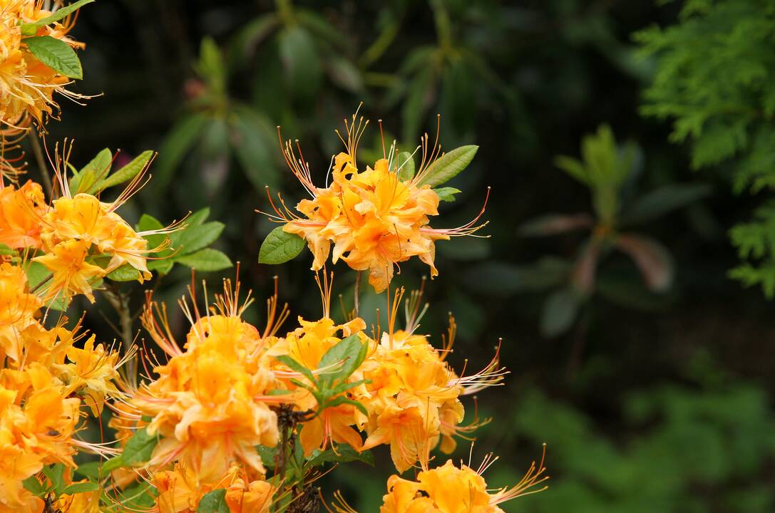 Rododendrai botanikos sode