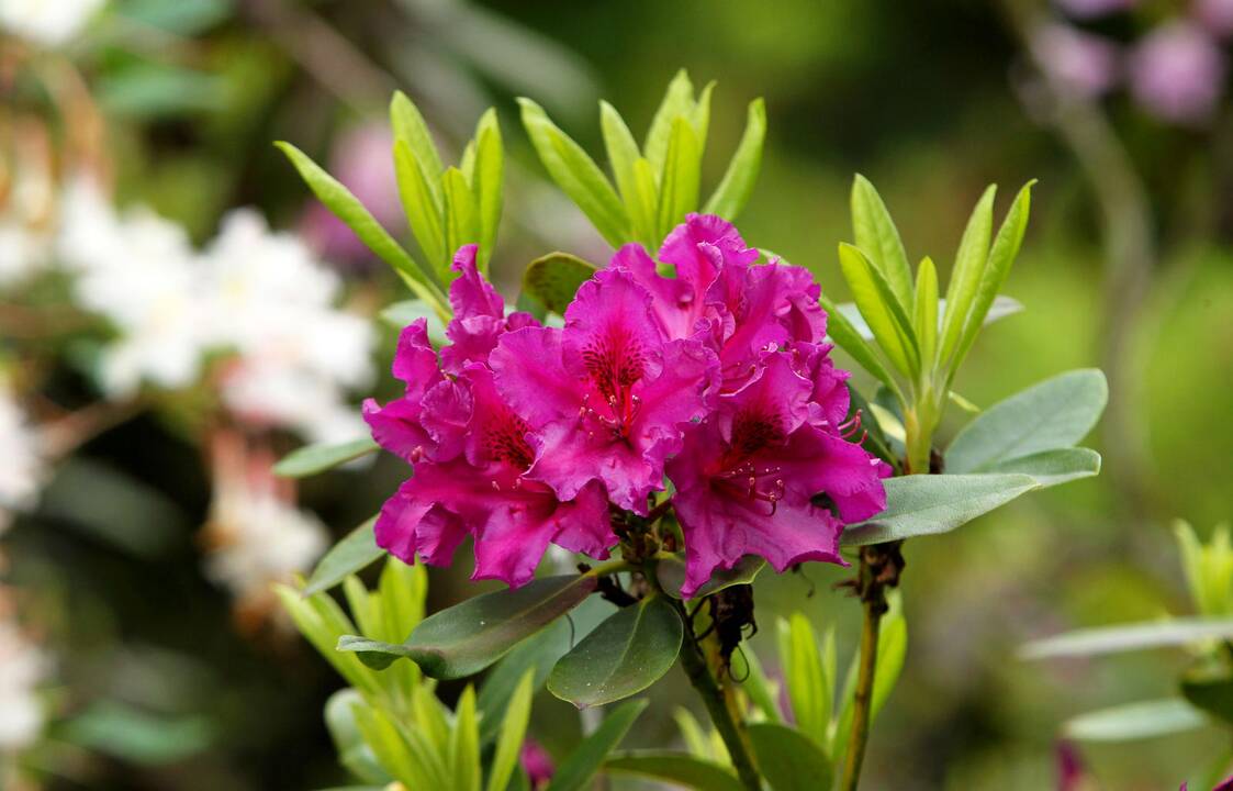 Rododendrai botanikos sode