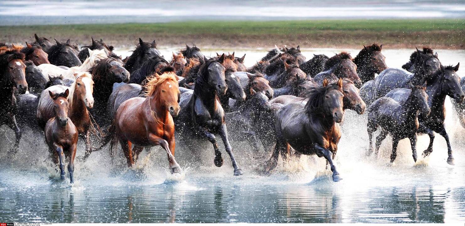 Žirgo metų simbolio fotosesija Mongolijos stepėse