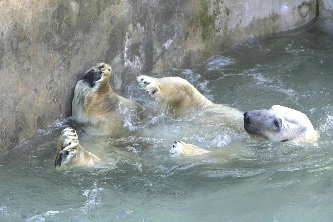 Dėl Zoologijos sode nugaišusių gyvūnų aktyvistai prašo tyrimo