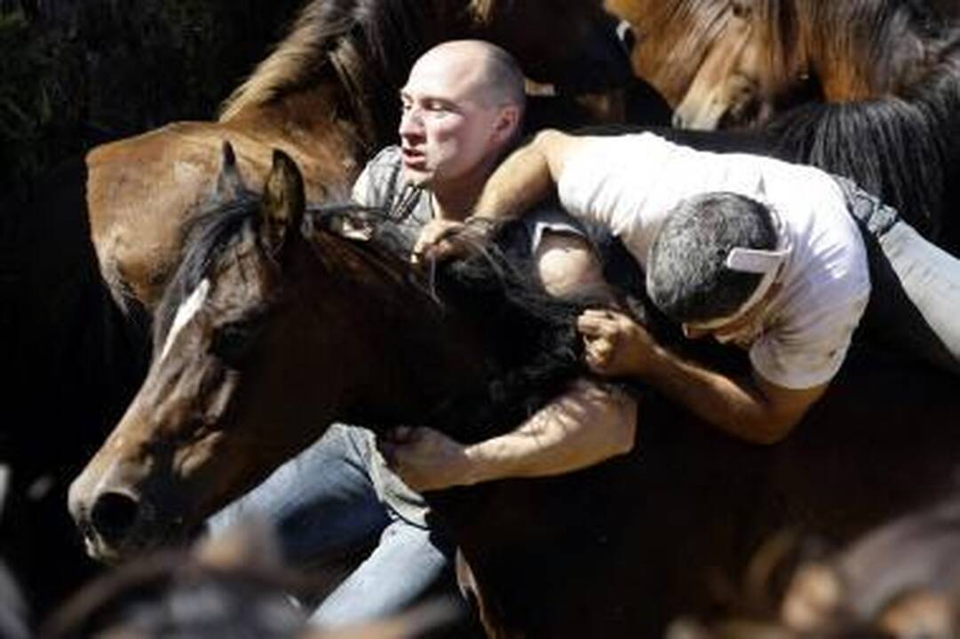 JAV Nepriklausomybės dieną žirgai trypė žmones