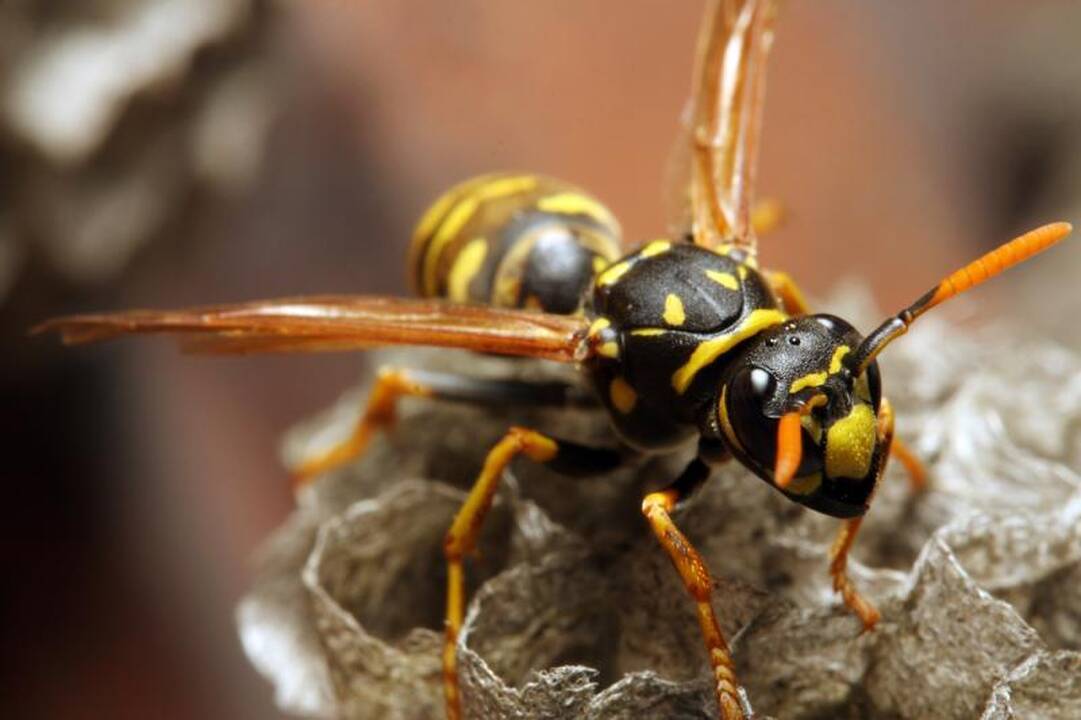 Paplūdimiuose pasirodė pirmosios širšės
