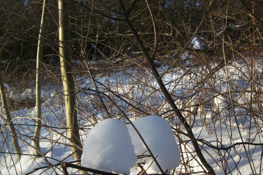 Speigo nepabūgo šimtai „Snaigės žygio“ dalyvių (naujokų įspūdžiai)