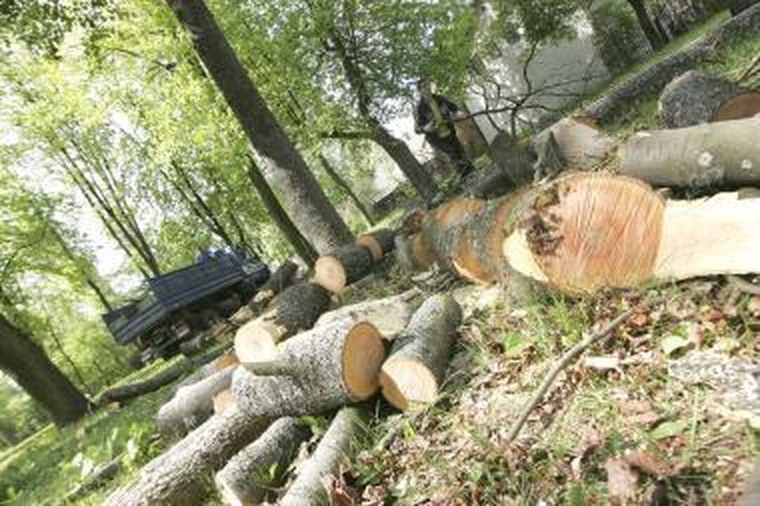 Šančiuose bus iškirsta beveik 150 medžių
