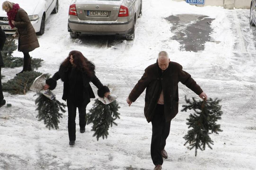 Klaipėdiečiams nemokamai dalins eglių šakas