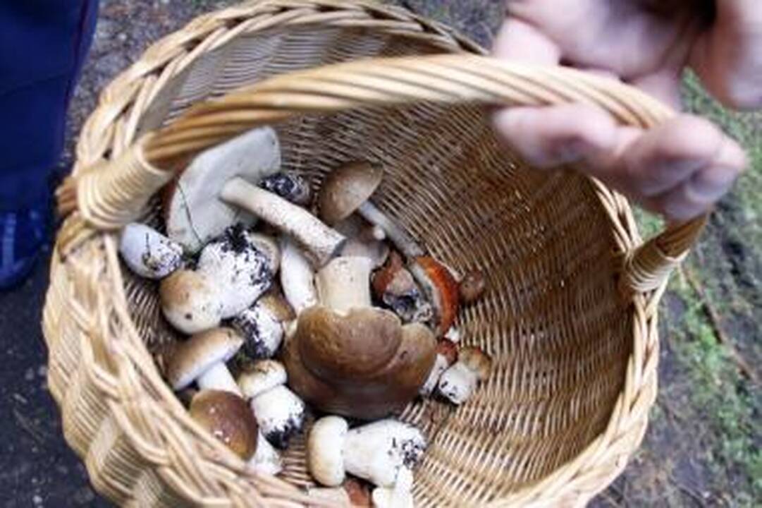 Parlamentarai ruošia žiemai grybų atsargas 