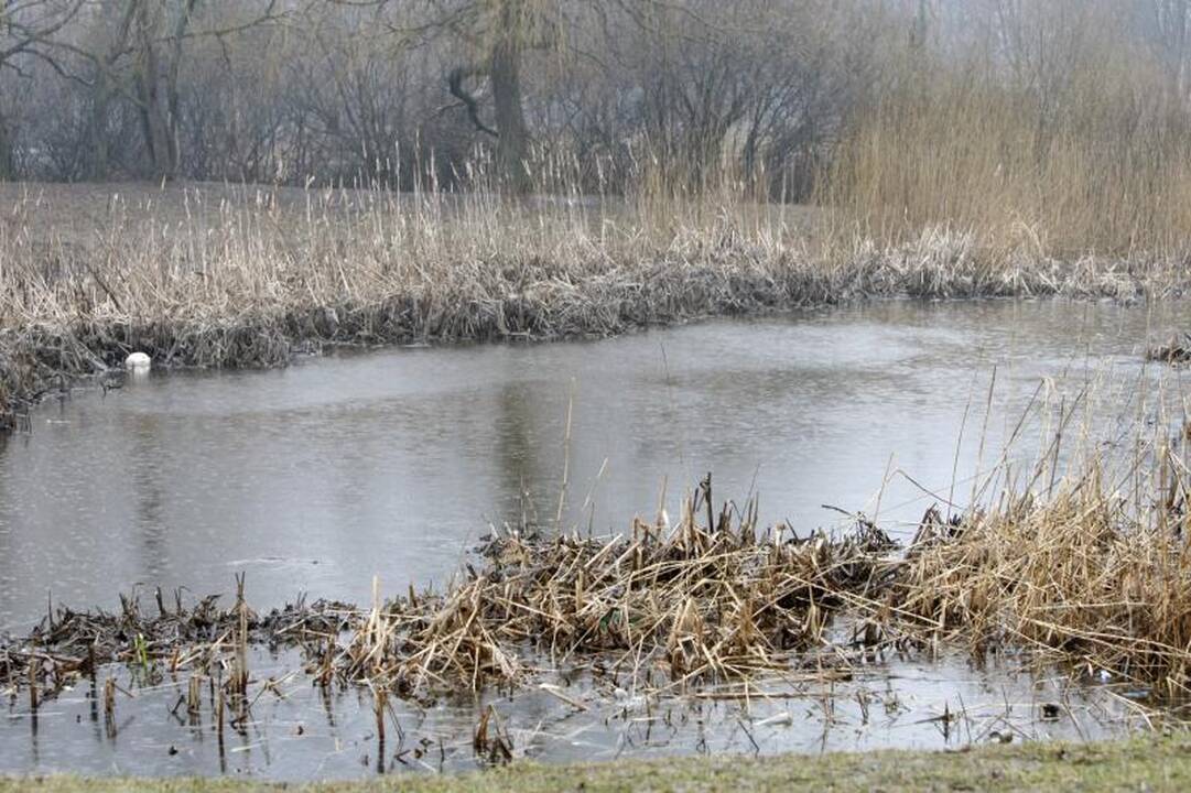 Tvenkinyje rastas sušaudyto vyriškio lavonas