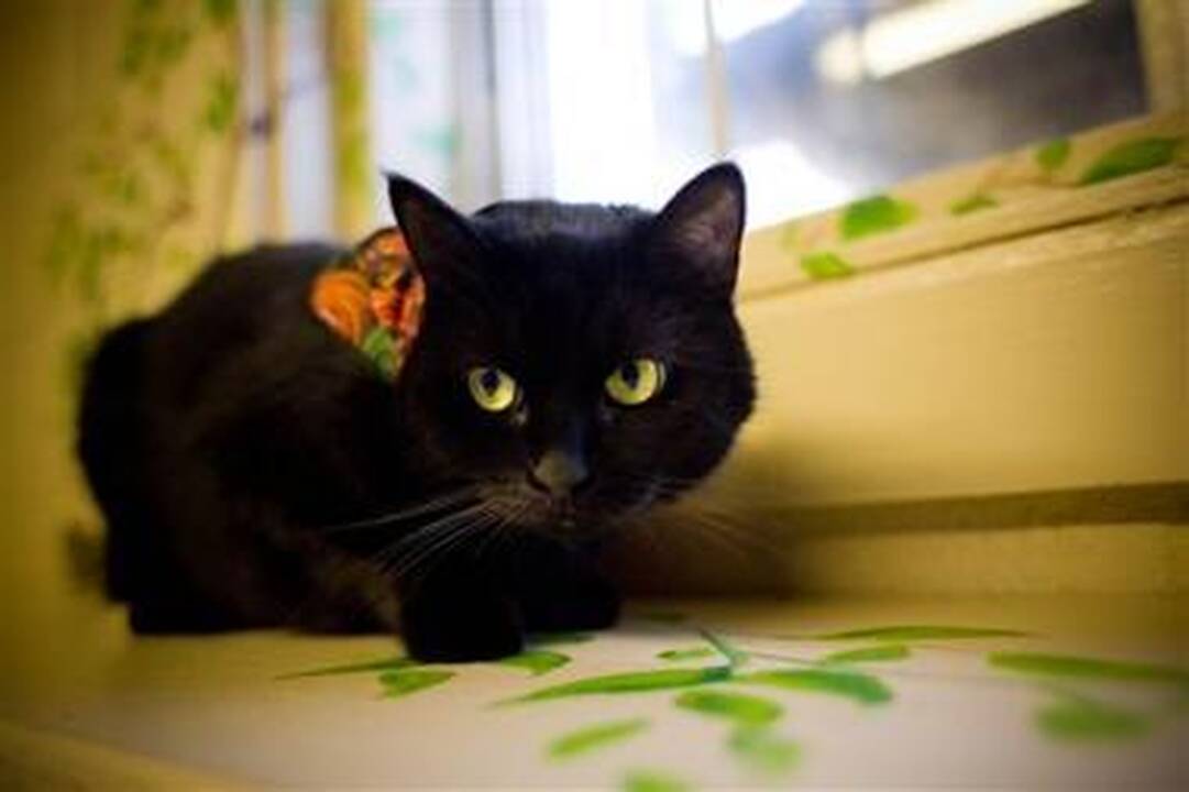 Daugiau kaip pusė lenkų tiki prietarais